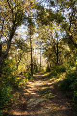 trail in the forest