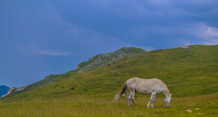 Summer landscape in Carpathian mountains and the blue sky with clouds. A horse grazes in a meadow in the mountains