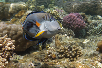 Naklejka na ściany i meble Sohal surgeonfish (Acanthurus sohal) in Red Sea