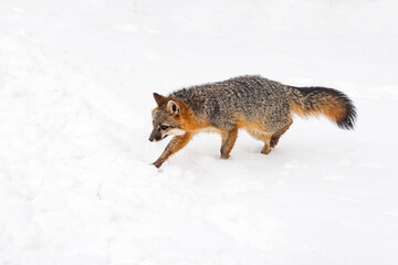 Grey Fox (Urocyon cinereoargenteus) Moves Left Across Snow Winter