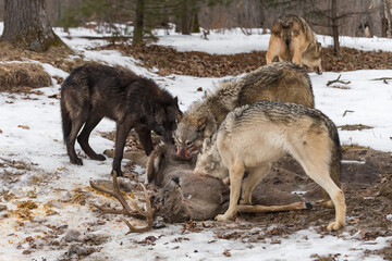 Grey Wolves (Canis lupus) Bite Into White-Tail Deer Carcass Fourth in Background Winter © geoffkuchera