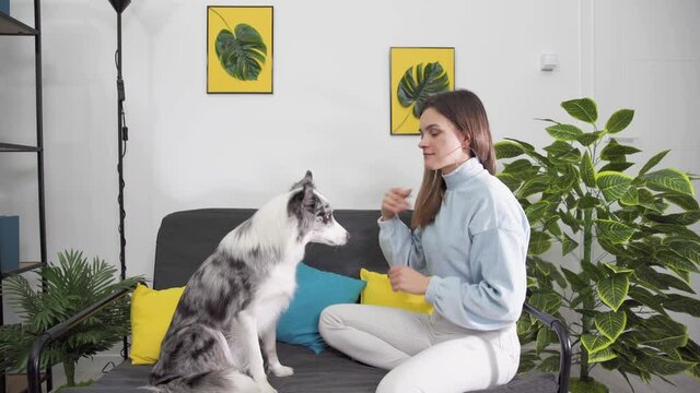 Exercises with the dog to sit on his butt in a pleading position and then put his paws on the trainer's hands. Border Collie dog in shades of white and black, and long and fine hair. An excellent