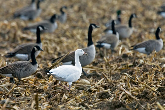 Ross's Goose, Chen rossii, with a flock of Canada Geese