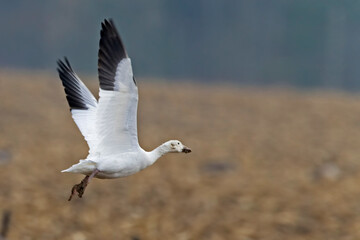 Snow Goose, Chen caerulescens, in flight