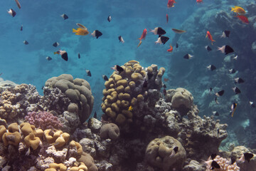 Fototapeta na wymiar Bicolor damselfishes (Chromis dimidiata) in Red Sea