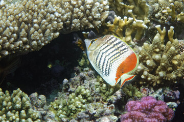 Eritrean butterflyfish (Chaetodon paucifasciatus) in Red Sea