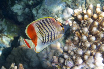 Fototapeta na wymiar Eritrean butterflyfish (Chaetodon paucifasciatus) in Red Sea