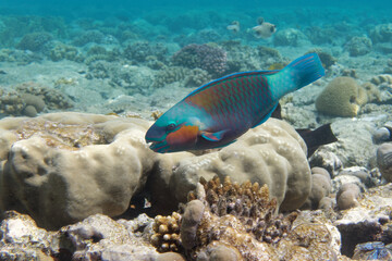 Male Daisy parrotfish or Bullethead parrotfish (Chlorurus sordidus) in Red Sea