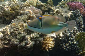 Fototapeta na wymiar Picasso triggerfish or Arabian picassofish (Rhinecanthus assasi) in Red Sea