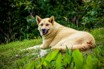 Naklejka premium perro