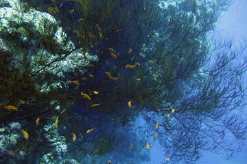 Black coral (Antipathes sp.) in Red Sea