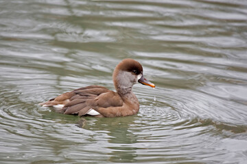 Female Red-crested Pochard, Netta rufina, on the water