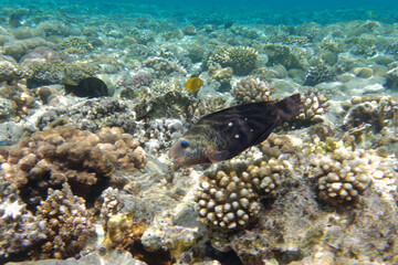 Naklejka na ściany i meble Female Daisy parrotfish or Bullethead parrotfish (Chlorurus sordidus) in Red Sea