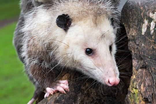 Virginia Opossum (Didelphis virginiana) Face Close Up Summer