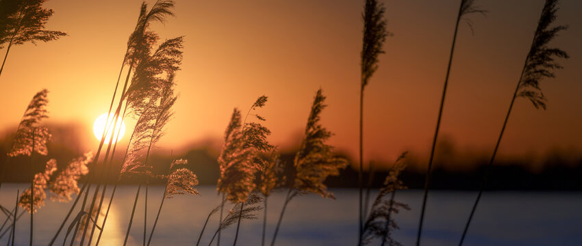 Sunset Reed Set
