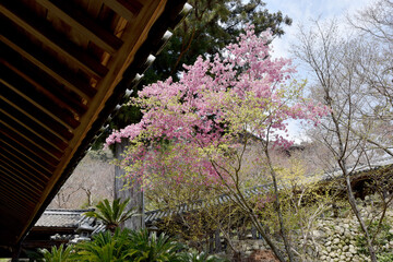 春の長谷寺　登廊と桜　奈良県桜井市