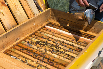 A farmer on a bee apiary holds frames with wax honeycombs. Planned preparation for the collection of honey.