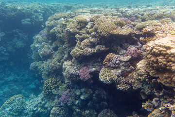 Naklejka na ściany i meble Stony corals underwater scenery in Red Sea