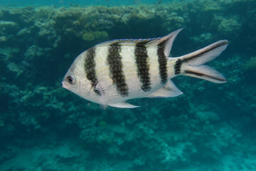 Scissortail sergeant (Abudefduf sexfasciatus) in Red Sea