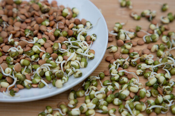 sprouted seeds of cereals, lentils, mung beans