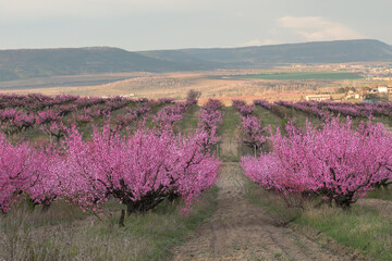 Peach gardens in a beautiful landscaped garden. Peach trees bloom in the spring. Amazing landscape with flowering trees. Crimea.