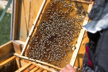 A farmer on a bee apiary holds frames with wax honeycombs. Planned preparation for the collection...