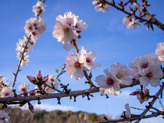 In the frame the blossoming almond tree branches, the background blurred. Almond flowers on blue sky.