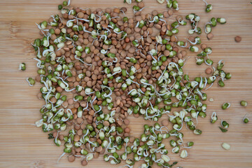 sprouted seeds of cereals, lentils, mung beans