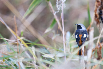 枝にとまるジョウビタキのオス