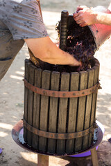 The winemaker pours raw materials into the press. Production of traditional Italian wines, crushing of grapes.