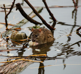 A water rat eats bread while sitting on a log lying in the river in the open air. A plastic bottle...