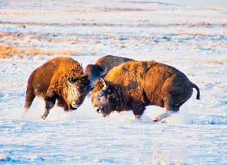 american bison in winter © charlesmartinez