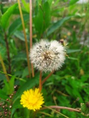 dandelion