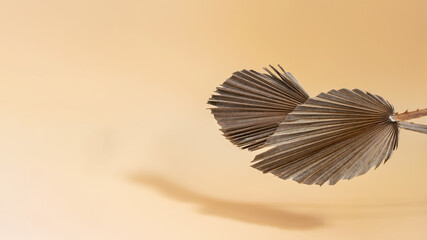 Dry sugar palm leaves on the beige, pastel background. Banner photo with space for your design or displaying your product.