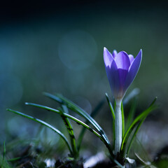Fototapeta premium spring crocus flowers