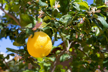 beautiful pink blossoms and natural tasty yellow lemon in spain