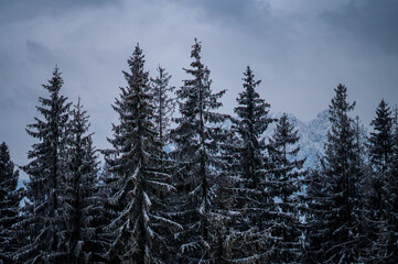 Zimowe drzewka w górach 