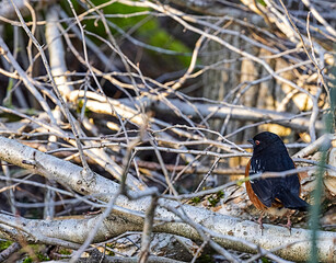 Robin (Turdus migratorius) scavenging in the bush