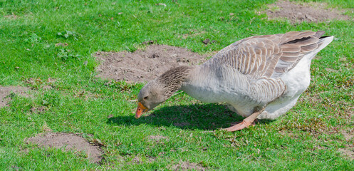 gray goose nibbles grass in the meadow