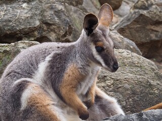 Striking good-looking handsome Yellow-Footed Rock-Wallaby against a rocky background.