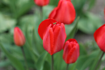 Naklejka premium A small green insect on the surface of a bright red tulip.