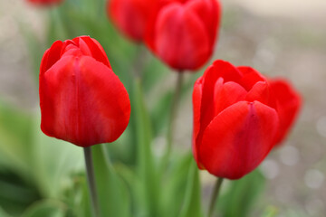 Gorgeous red tulips are blooming in the garden.