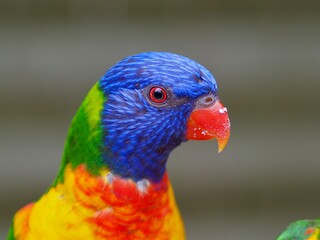 Striking charismatic Rainbow Lorikeet with bright flamboyant plumage. 
