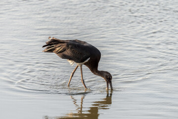 Black Stork bird on a pond in an early autumn morning near Zikhron Ya'akov, Israel.	