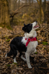 A border collie puppy walking and playing in the park