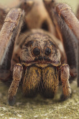 Frontal closeup of the male of one of the larger wolf spiders , Hogna radiata in Gard, France