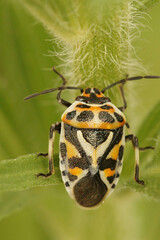 Closeup of the colorful shield bug,  Eurydema ornata in green leafs