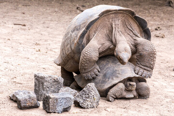 galapagos tortoises mating