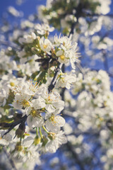 Delicate white cherry blossom. Spring holiday card	