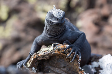 galapagos marine iguana